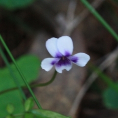 Viola hederacea (Ivy-leaved Violet) at Tathra, NSW - 6 Nov 2016 by KerryVance