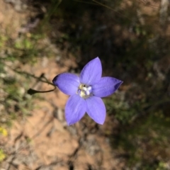 Wahlenbergia sp. (Bluebell) at Mount Majura - 6 Nov 2016 by AaronClausen