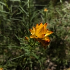 Xerochrysum viscosum (Sticky Everlasting) at Majura, ACT - 6 Nov 2016 by AaronClausen