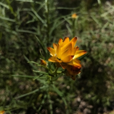 Xerochrysum viscosum (Sticky Everlasting) at Majura, ACT - 6 Nov 2016 by AaronClausen