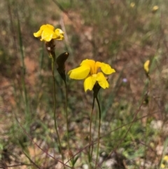 Goodenia pinnatifida (Scrambled Eggs) at Watson, ACT - 6 Nov 2016 by AaronClausen