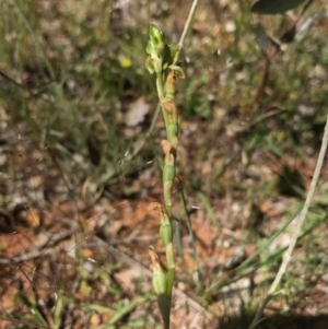 Hymenochilus sp. at Watson, ACT - suppressed