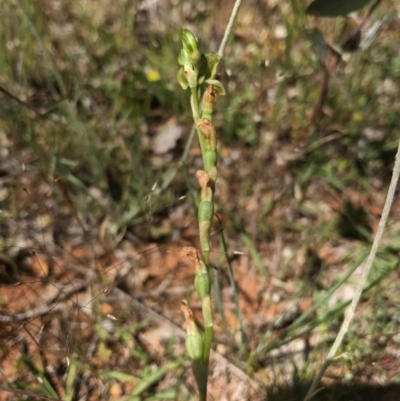 Hymenochilus sp. (A Greenhood Orchid) at Mount Majura - 6 Nov 2016 by AaronClausen