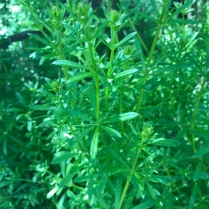 Galium aparine at Watson, ACT - 6 Nov 2016 11:44 AM