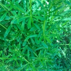 Galium aparine at Watson, ACT - 6 Nov 2016 11:44 AM