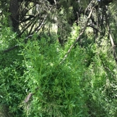 Galium aparine at Watson, ACT - 6 Nov 2016 11:44 AM