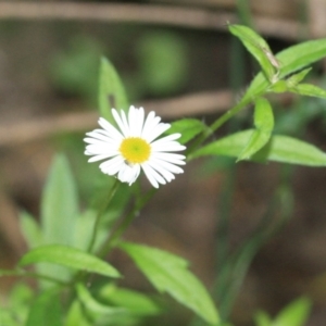 Erigeron karvinskianus at Tathra, NSW - 6 Nov 2016