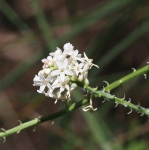 Stackhousia monogyna at Tathra, NSW - 6 Nov 2016