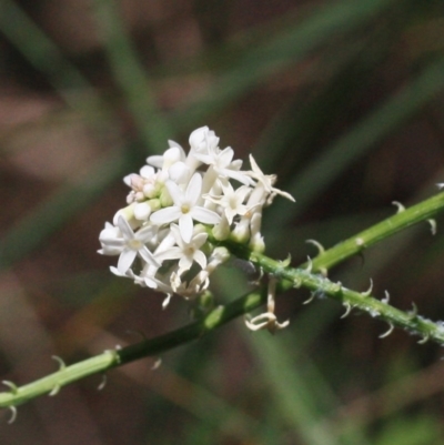 Stackhousia monogyna (Creamy Candles) at Tathra, NSW - 6 Nov 2016 by KerryVance