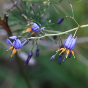 Dianella caerulea at Tathra, NSW - 6 Nov 2016 12:00 AM