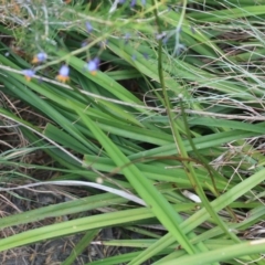 Dianella caerulea at Tathra, NSW - 6 Nov 2016 12:00 AM