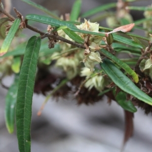 Lasiopetalum ferrugineum var. ferrugineum at Tathra, NSW - 6 Nov 2016