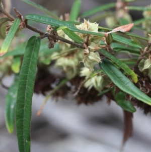 Lasiopetalum ferrugineum var. ferrugineum at Tathra, NSW - 6 Nov 2016 12:00 AM
