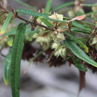 Lasiopetalum ferrugineum var. ferrugineum (Rusty Velvet-bush) at Tathra, NSW - 5 Nov 2016 by KerryVance
