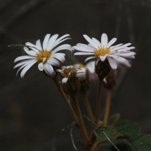 Olearia tomentosa at Tathra, NSW - 6 Nov 2016