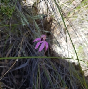 Caladenia congesta at Gilmore, ACT - 5 Nov 2016