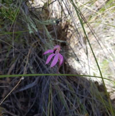 Caladenia congesta (Pink Caps) at Hume Paddocks - 5 Nov 2016 by Lukee