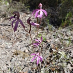 Caladenia congesta at Gilmore, ACT - suppressed