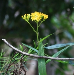 Senecio linearifolius (Fireweed Groundsel, Fireweed) at Tathra, NSW - 5 Nov 2016 by KerryVance