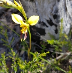 Diuris sulphurea (Tiger Orchid) at QPRC LGA - 5 Jan 2016 by Lukee