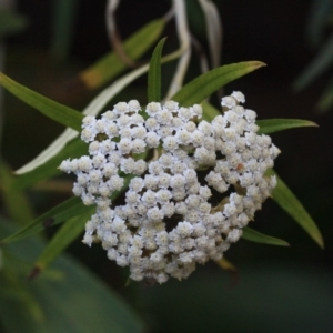 Ozothamnus argophyllus at Tathra, NSW - 6 Nov 2016