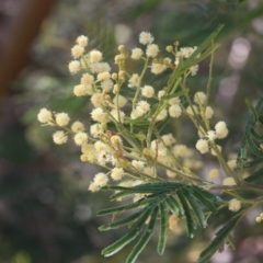 Acacia mearnsii (Black Wattle) at Tathra, NSW - 5 Nov 2016 by KerryVance