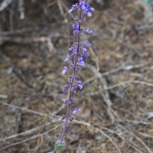 Plectranthus graveolens at Tathra, NSW - 6 Nov 2016