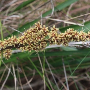 Lomandra longifolia at Tathra, NSW - 6 Nov 2016