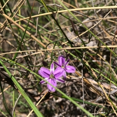 Thysanotus patersonii (Twining Fringe Lily) at Mount Majura - 6 Nov 2016 by AaronClausen