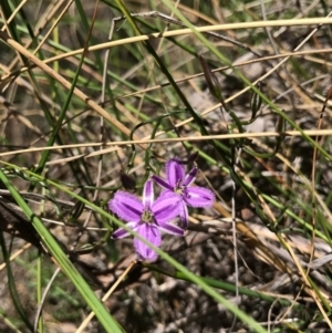 Thysanotus patersonii at Canberra Central, ACT - 6 Nov 2016