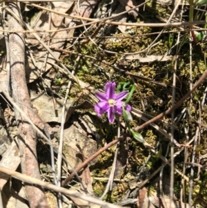 Thysanotus patersonii at Canberra Central, ACT - 6 Nov 2016