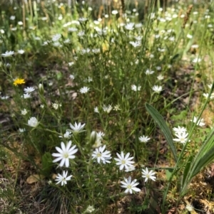 Stellaria pungens at Canberra Central, ACT - 6 Nov 2016 12:38 PM