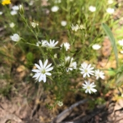 Stellaria pungens at Canberra Central, ACT - 6 Nov 2016 12:38 PM