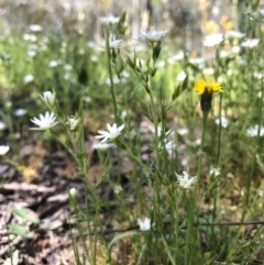 Stellaria pungens at Canberra Central, ACT - 6 Nov 2016