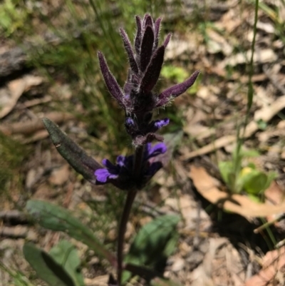 Ajuga australis (Austral Bugle) at Canberra Central, ACT - 6 Nov 2016 by AaronClausen