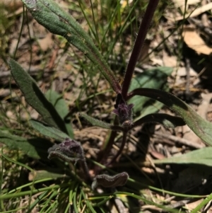 Ajuga australis at Canberra Central, ACT - 6 Nov 2016 12:38 PM