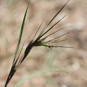 Themeda triandra at Tathra, NSW - 6 Nov 2016 12:00 AM