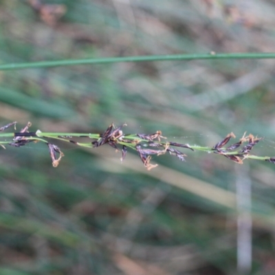 Schoenus melanostachys (Black Bog-rush) at Tathra, NSW - 6 Nov 2016 by KerryVance