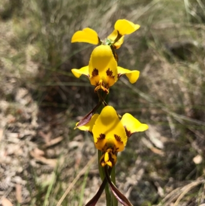 Diuris sulphurea (Tiger Orchid) at Mount Majura - 6 Nov 2016 by AaronClausen