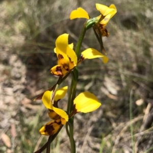 Diuris sulphurea at Canberra Central, ACT - 6 Nov 2016