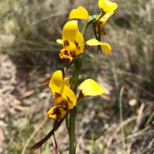 Diuris sulphurea at Canberra Central, ACT - suppressed