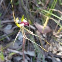 Caladenia atrovespa (Green-comb Spider Orchid) at Belconnen, ACT - 6 Nov 2016 by nic.jario