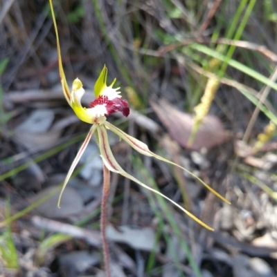 Caladenia atrovespa (Green-comb Spider Orchid) at Belconnen, ACT - 6 Nov 2016 by nic.jario