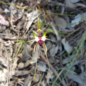 Caladenia atrovespa at Belconnen, ACT - 6 Nov 2016