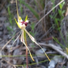 Caladenia atrovespa at Belconnen, ACT - suppressed