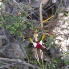 Caladenia atrovespa at Belconnen, ACT - suppressed