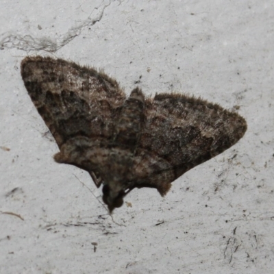 Phrissogonus laticostata (Apple looper moth) at Tathra Public School - 4 Nov 2016 by KerryVance