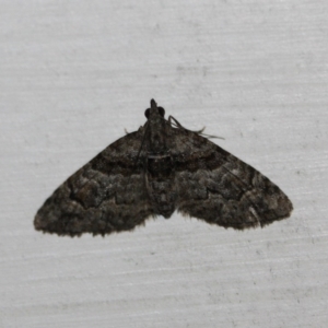 Phrissogonus laticostata at Tathra Public School - 5 Nov 2016 12:00 AM