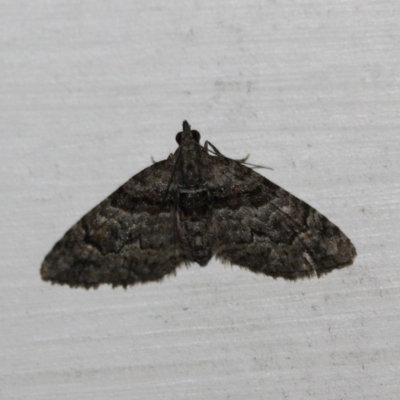 Phrissogonus laticostata (Apple looper moth) at Tathra Public School - 4 Nov 2016 by KerryVance