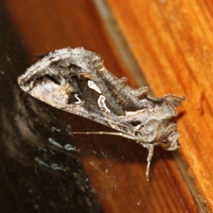 Chrysodeixis argentifera at Tathra Public School - 5 Nov 2016